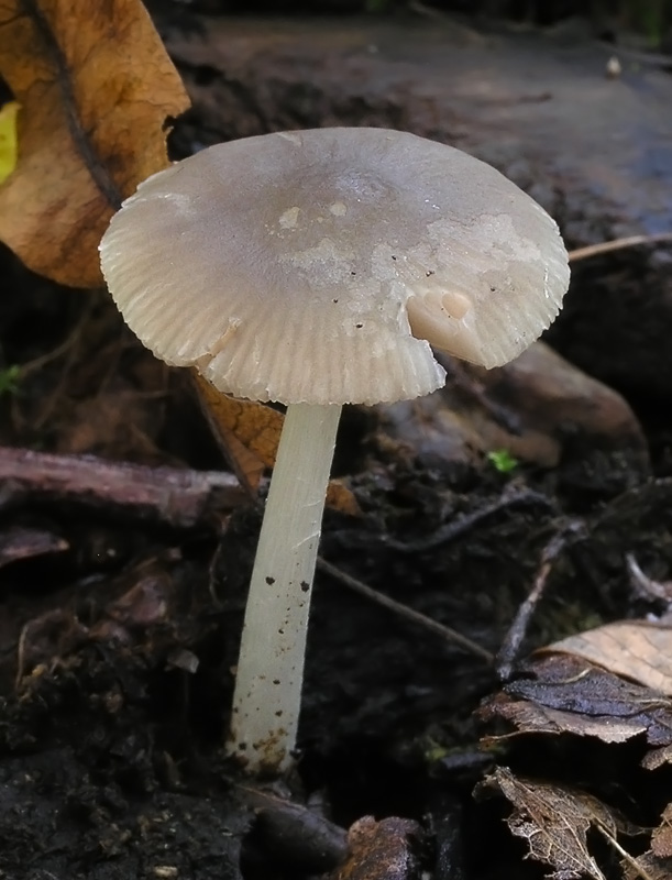 Pluteus cinereofuscus